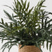 Fern Snake Leaf Plant Grey Green 76cm