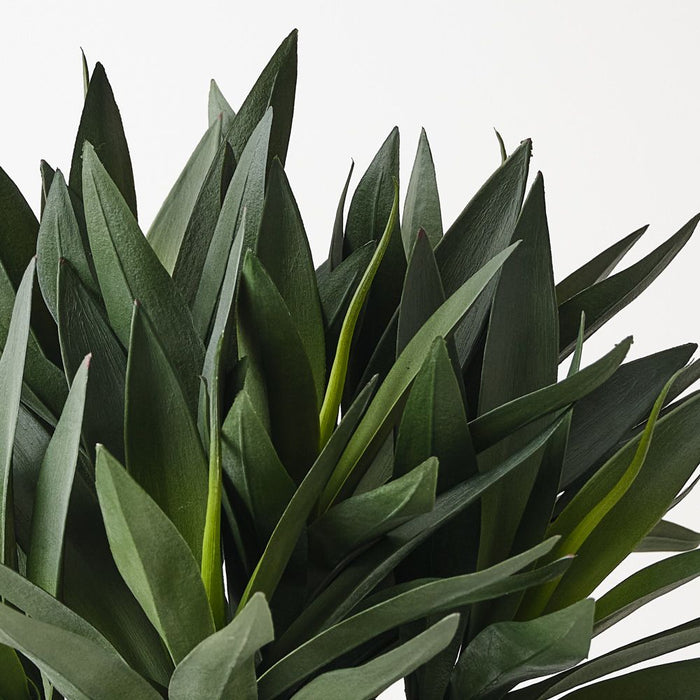 Agave Plant in Bowl Green 28cm