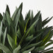 Agave Plant in Bowl Green 28cm