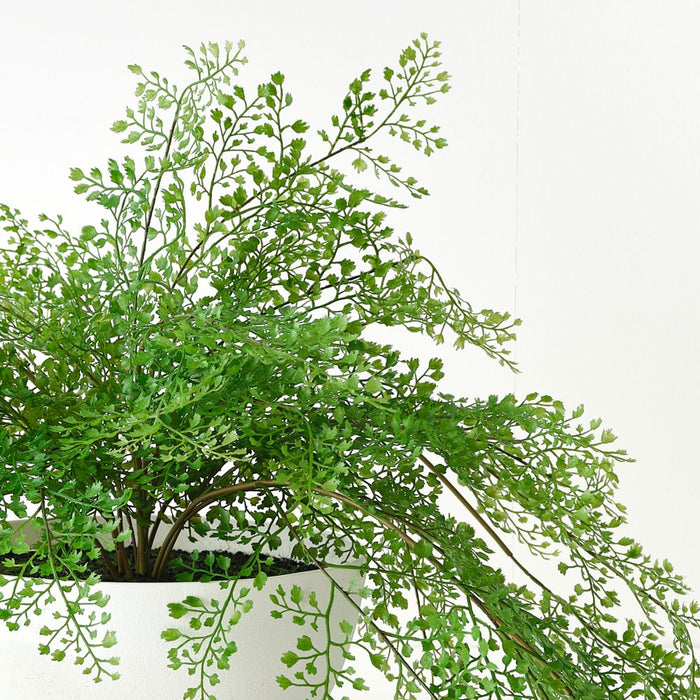 Fern Maidenhair Plant in Bowl Green 45cm