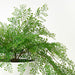 Fern Maidenhair Plant in Bowl Green 45cm