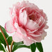 Artificial Peony Spray 62cm Pink - Pack of 12 - FLORA DESIGNS
