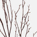 Twig Cottonwood Spray Brown Wash 99cm Pack of 12