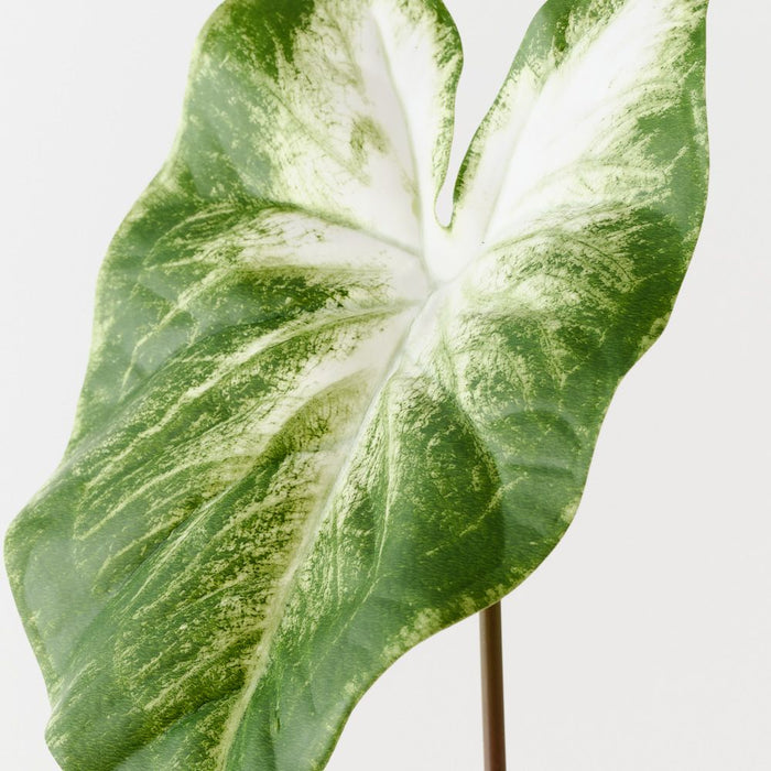 Calla Lily Leaf Light Green White 53cm Pack of 12