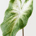 Calla Lily Leaf Light Green White 53cm Pack of 12