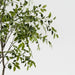 Ficus Tree Green 270cm