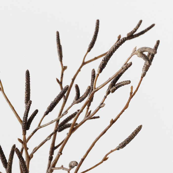 Birch Berry Bundle Brown 56cm Pack of 12