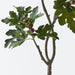Fig Tree Green 160cm
