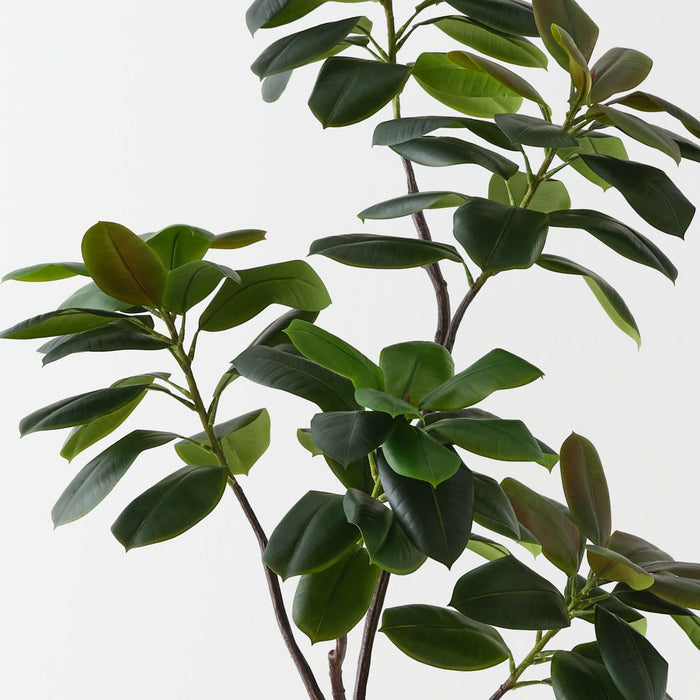 Rubber Tree Green 185cm