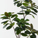 Rubber Tree Green 185cm