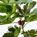 Fig Leaf Spray Green 90cm Pack of 6