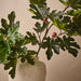 Fig Leaf Spray Green 130cm Pack of 2