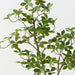 Cape Jasmine Tree Green 90cm