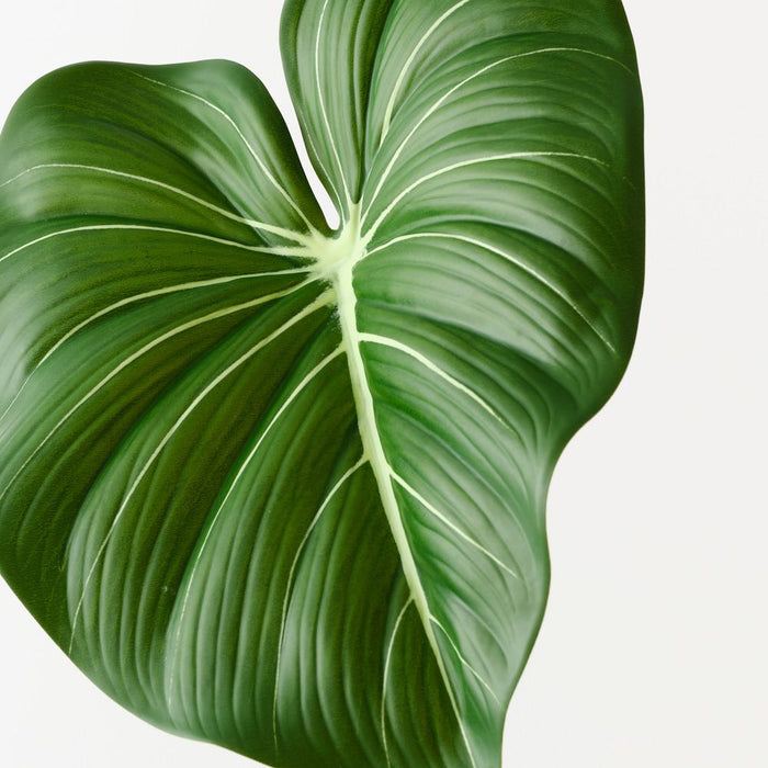 Philodendron Leaf Green 74cm Pack of 12