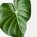 Philodendron Leaf Green 74cm Pack of 12