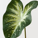 Calla Lily Leaf Dark Green White 53cm Pack of 12