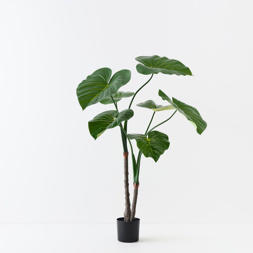 Taro Plant 150cm Green - Pack of 2
