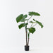 Taro Plant 150cm Green - Pack of 2