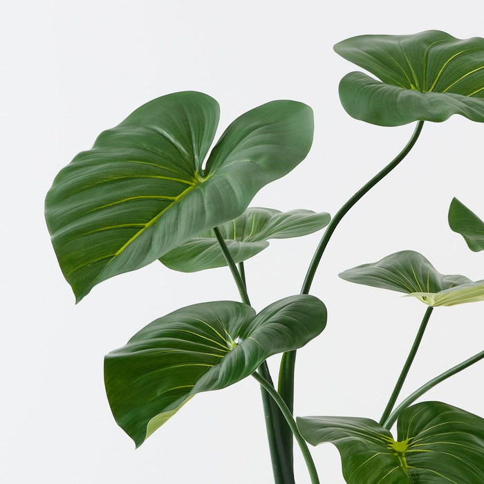 Taro Plant 150cm Green - Pack of 2