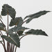 Alocasia Plant Dark Green 110cm Pack of 2