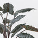 Alocasia Plant Dark Green 140cm Pack of 2