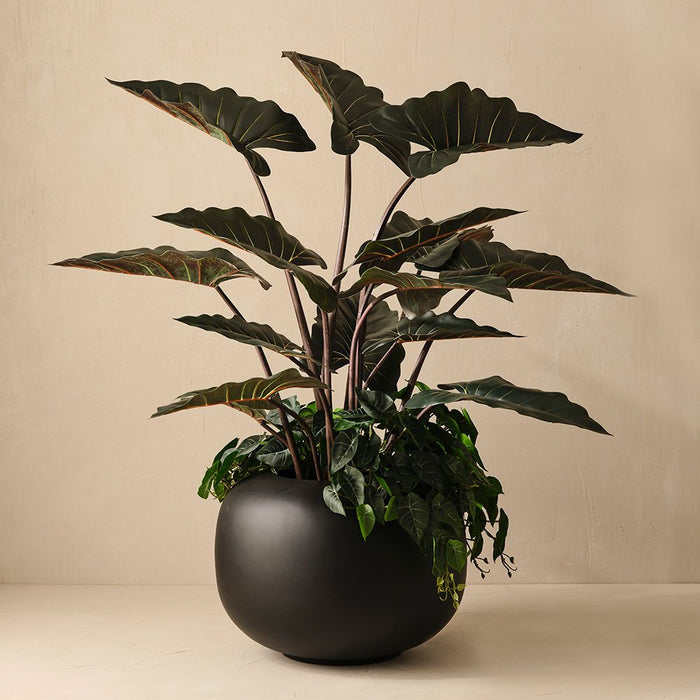 Alocasia Plant Dark Green 140cm Pack of 2