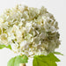 Artificial Hydrangea Bundle 26cm White Green - Pack of 6 - FLORA DESIGNS