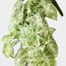 Syngonium Hanging Bush Green 60cm Pack of 6