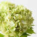 Artificial Hydrangea Bundle 26cm Light Green - Pack of 6 - FLORA DESIGNS