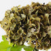 Artificial Hydrangea Bundle 26cm Olive Green - Pack of 6 - FLORA DESIGNS