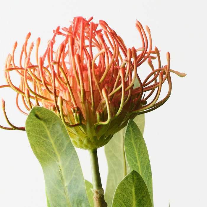 Artificial Protea Leucospermum 47cm Rust - Pack of 12 - FLORA DESIGNS