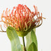 Artificial Protea Leucospermum 47cm Rust - Pack of 12 - FLORA DESIGNS