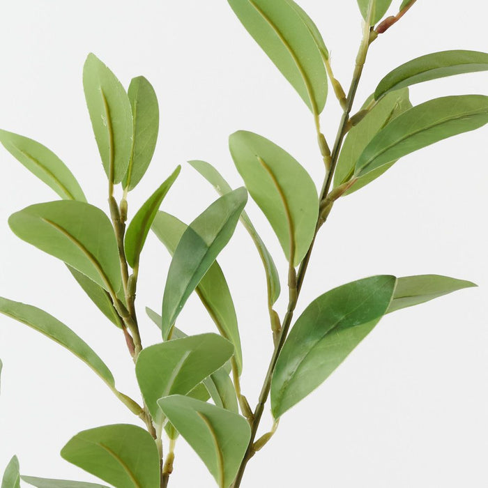 Artificial Pittosporum Leaf Spray 70cm Green - Pack of 12 - FLORA DESIGNS