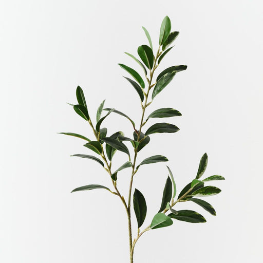 Artificial Pittosporum Leaf Spray 70cm Variegated - Pack of 12 - FLORA DESIGNS