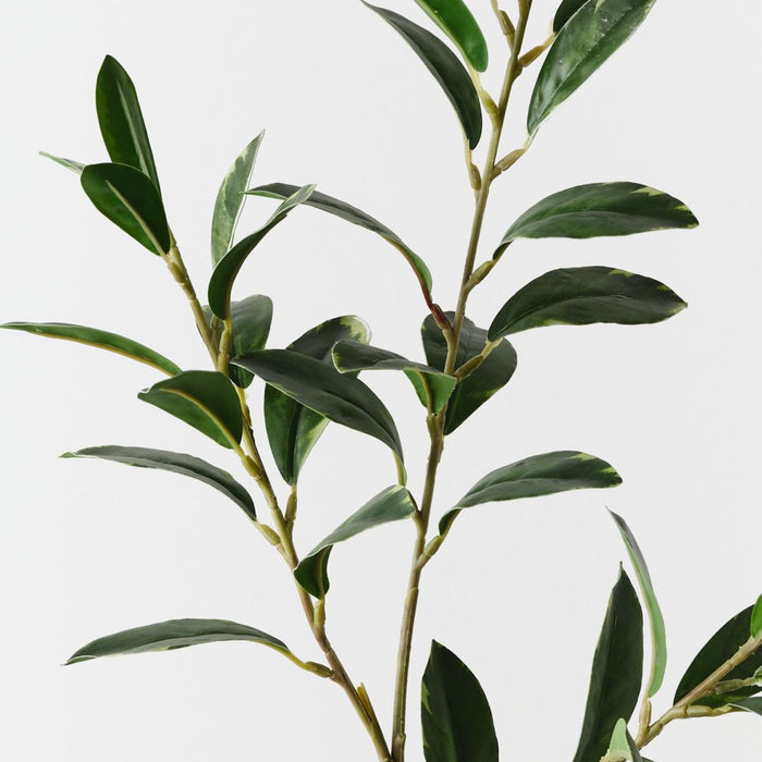 Artificial Pittosporum Leaf Spray 70cm Variegated - Pack of 12 - FLORA DESIGNS