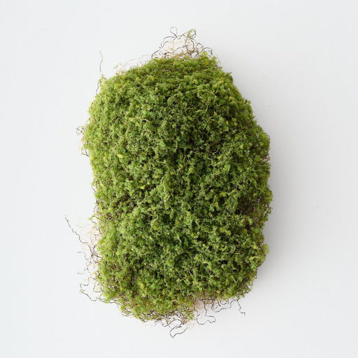 Moss 25cm Green - Pack of 6