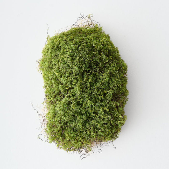 Moss 25cm Green - Pack of 6