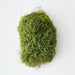 Moss 25cm Green - Pack of 6