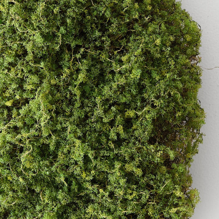 Moss 25cm Green - Pack of 6