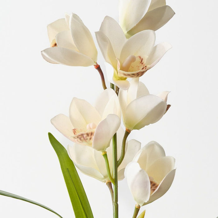 Artificial Cymbidium Orchid Bush 50cm Cream - Pack of 6 - FLORA DESIGNS