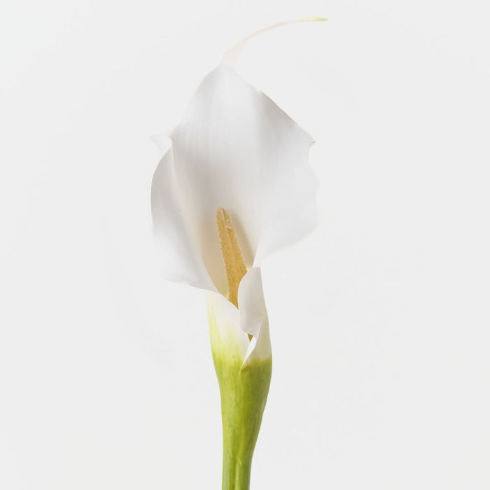 Artificial Calla Lily 73cm White - FLORA DESIGNS