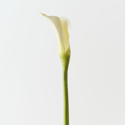 Artificial Calla Lily 71cm White - Pack of 12 - FLORA DESIGNS