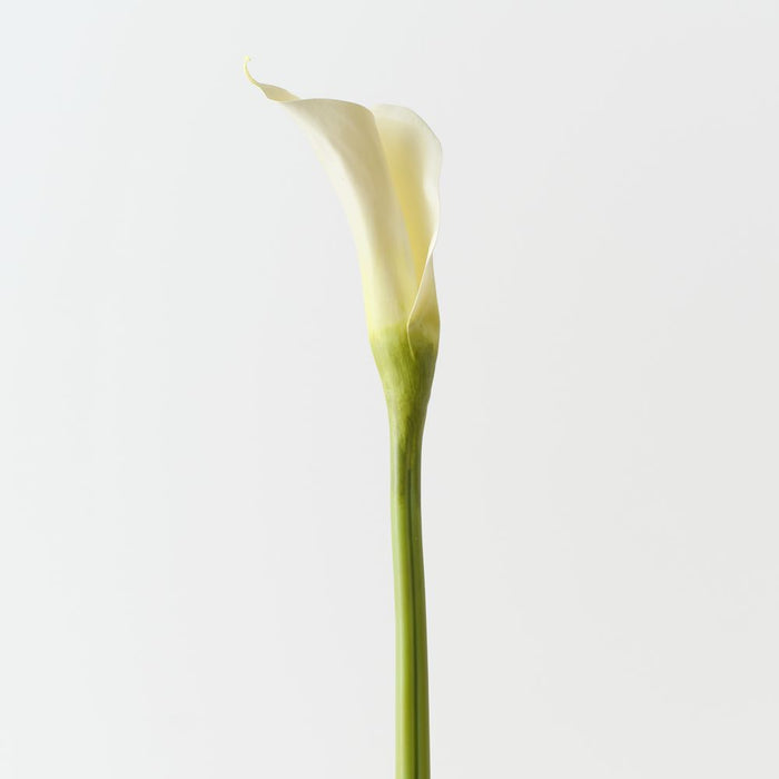 Artificial Calla Lily 71cm White - Pack of 12 - FLORA DESIGNS