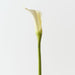 Artificial Calla Lily 71cm White - Pack of 12 - FLORA DESIGNS