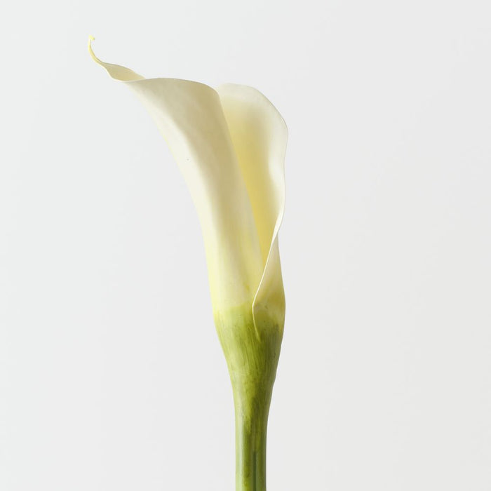 Artificial Calla Lily 71cm White - Pack of 12 - FLORA DESIGNS