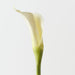 Artificial Calla Lily 71cm White - Pack of 12 - FLORA DESIGNS