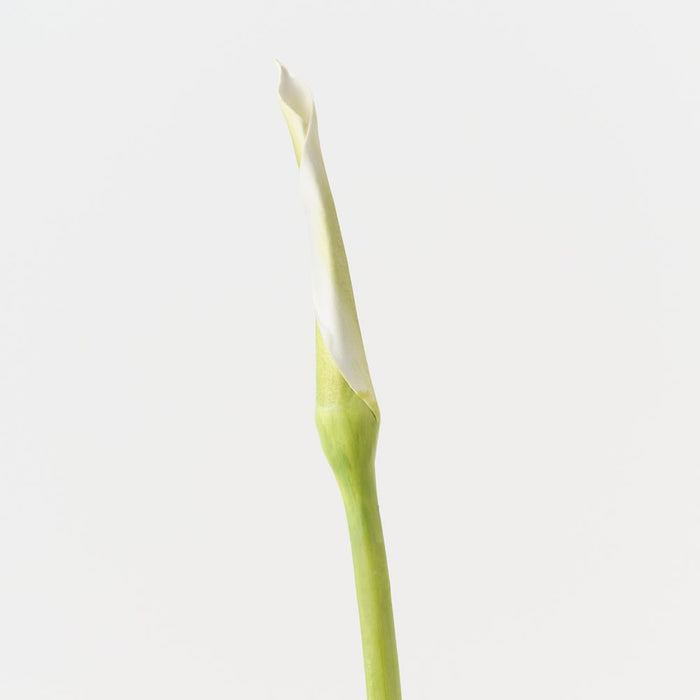 Artificial Calla Lily Bud 98cm Green - Pack of 12 - FLORA DESIGNS
