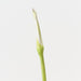 Artificial Calla Lily Bud 98cm Green - Pack of 12 - FLORA DESIGNS