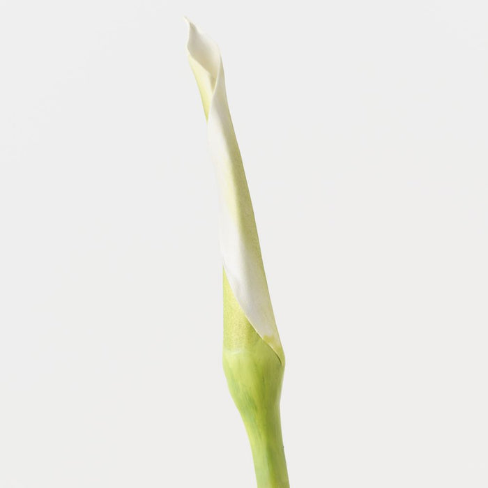 Artificial Calla Lily Bud 98cm Green - Pack of 12 - FLORA DESIGNS