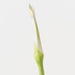 Artificial Calla Lily Bud 98cm Green - Pack of 12 - FLORA DESIGNS